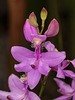 Calopogon tuberosus (Common Grass-pink orchid)