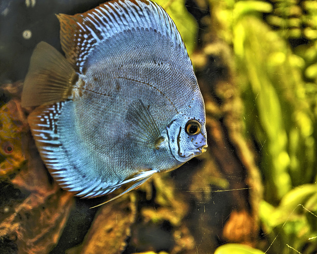 Blue Fish – Water Lily Pond, Princess of Wales Conservatory, Kew Gardens, Richmond upon Thames, London, England