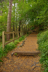 HFF Woodland Steps