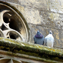 ... deux pigeons s'aimaient d'amour tendre ...