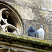 ... deux pigeons s'aimaient d'amour tendre ...