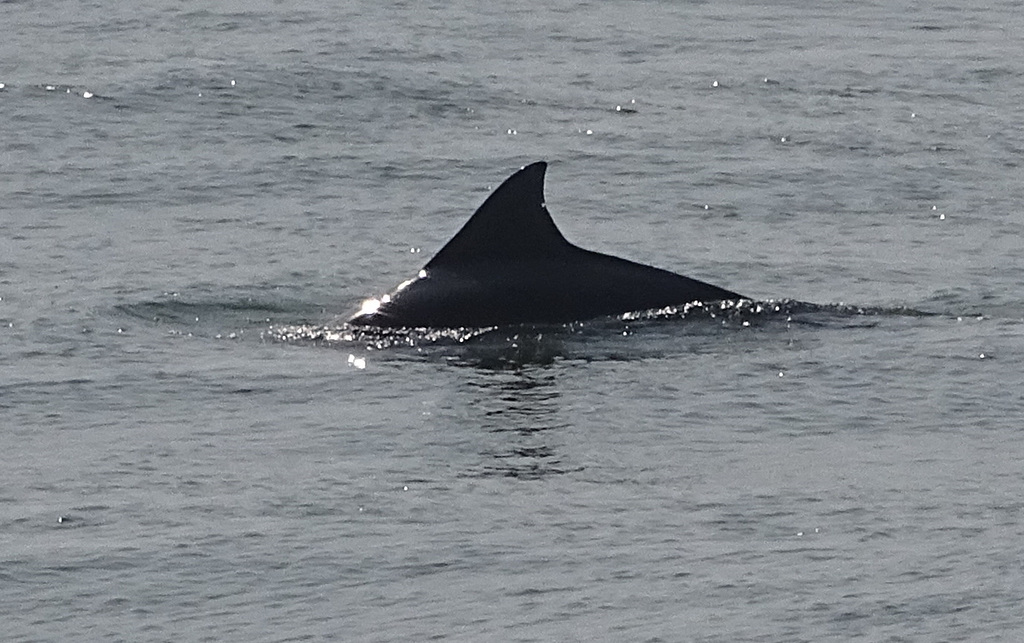 DSC05194a - boto-da-tainha Tursiops truncatus gephyreus, Cetaceae