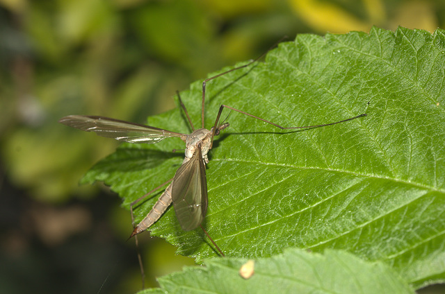 IMG_5211 Crane Fly