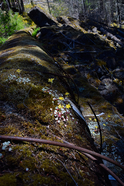 Sooke Flowpipe