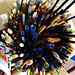 brushes brushes