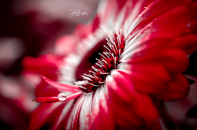 Gerbera IMGP2074