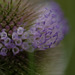 DSCF2570