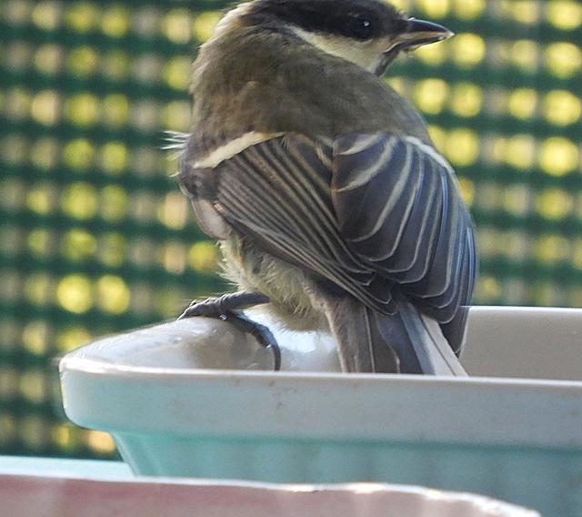 mésange charbonnière