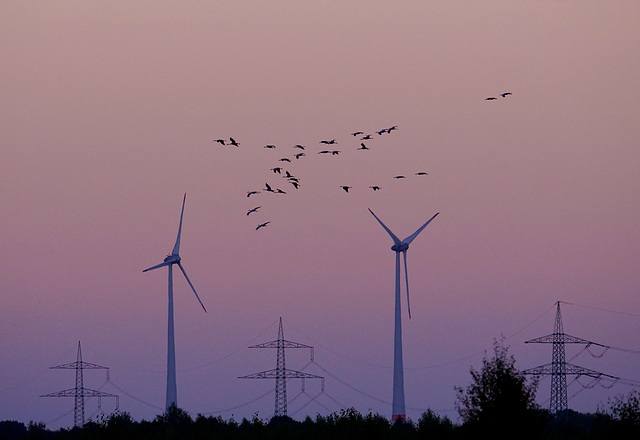 Der Flug der Kraniche