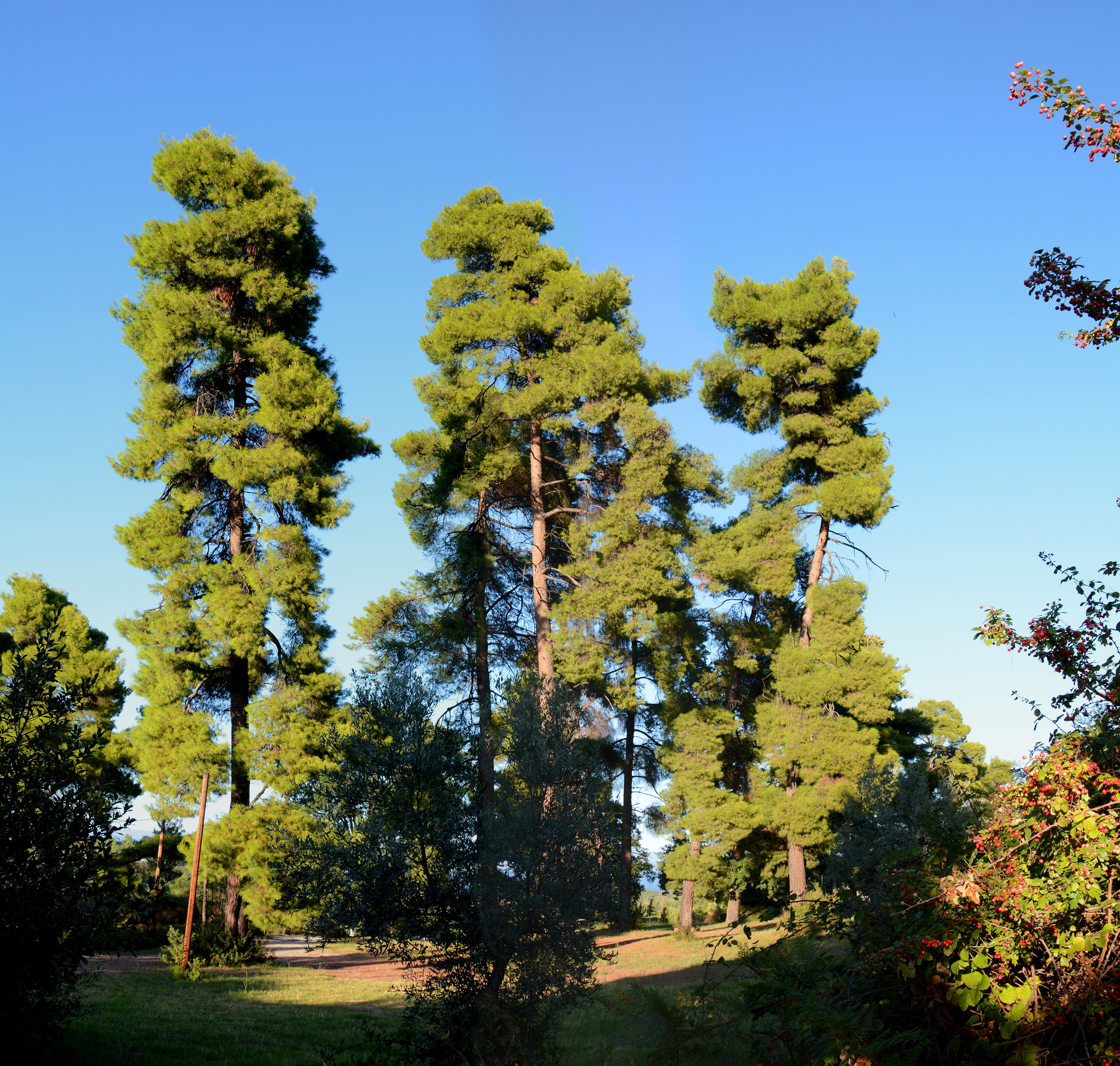 Greece, Kassandreia, Three Pines near the Monastery