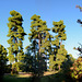 Greece, Kassandreia, Three Pines near the Monastery