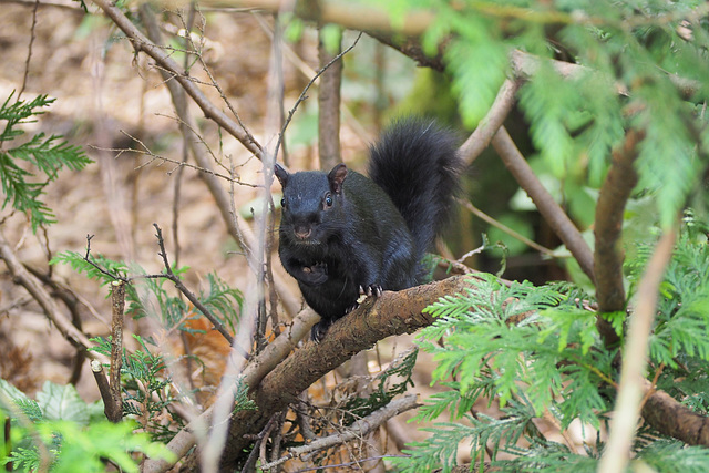 photo 389-animaux