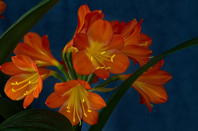 Clivia miniata