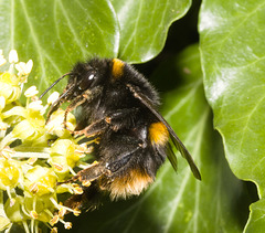 IMG 8408 Bumblebee