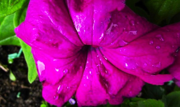 Raindrops On Petunia.