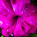 Raindrops On Petunia.