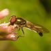 EF7A4717 hoverfly