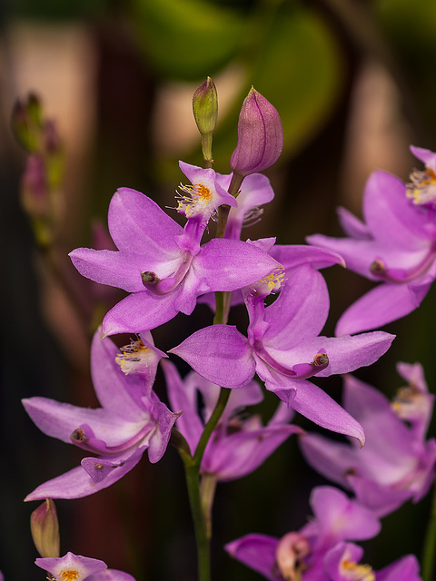 Calopogon tuberosus (Common Grass-pink orchid)