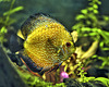 Yellow Fish – Water Lily Pond, Princess of Wales Conservatory, Kew Gardens, Richmond upon Thames, London, England