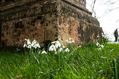 Snowdrops, and a Man