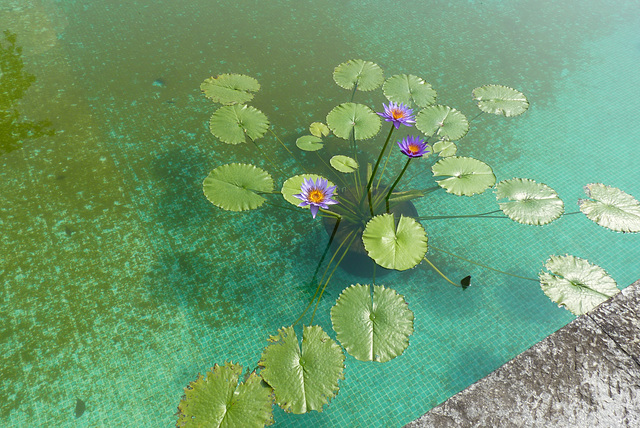 Jardín Botánico de Villa Taranto