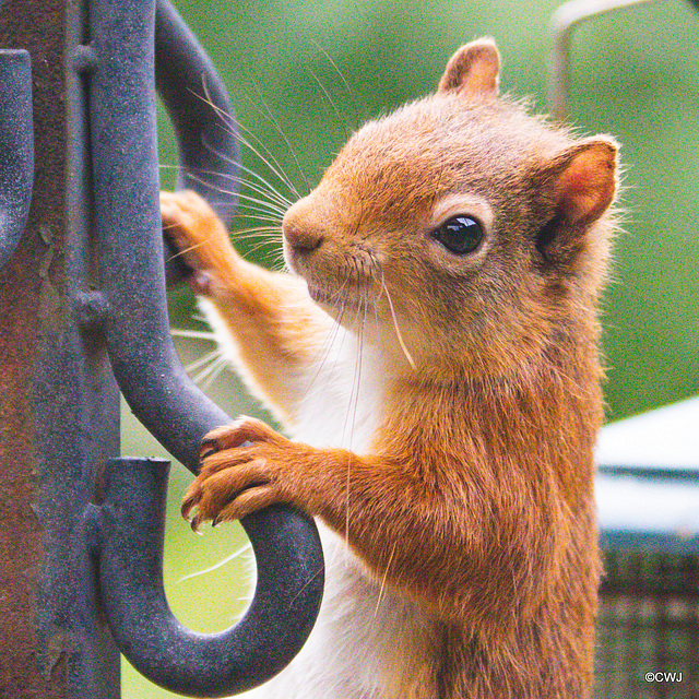 One of the youngsters checking the place out