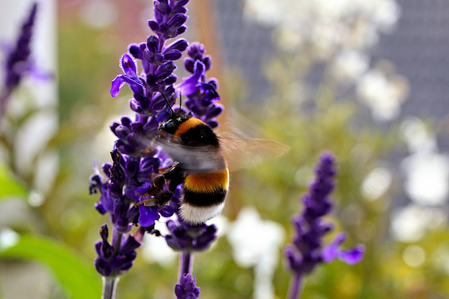 Hummel auf Nektarsuche