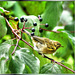 Forest leaf warbler.   ©UdoSm