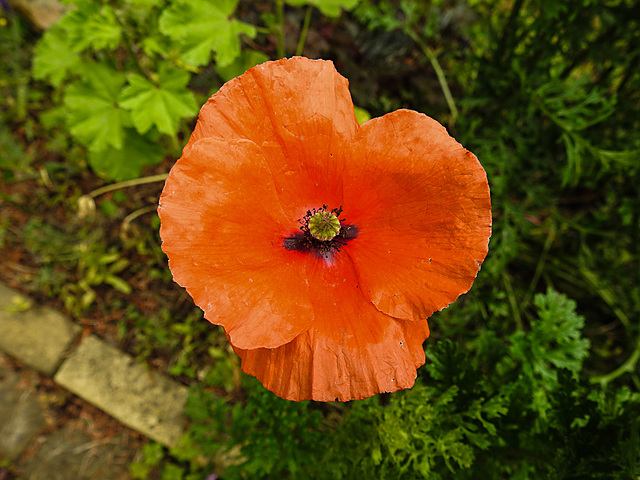 20200608 8146CPw [D~LIP] Mohn, Bad Salzuflen