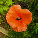 20200608 8146CPw [D~LIP] Mohn, Bad Salzuflen