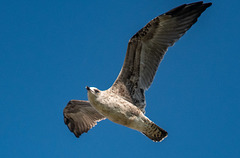 Gull in flight