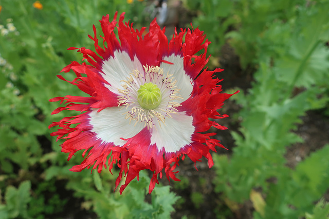 Odd Poppies