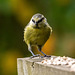 Blue tit