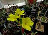 Pachypodium Flowers