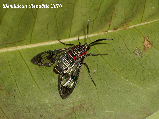 DR007 Eunomia colombina