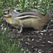 Chipmunk