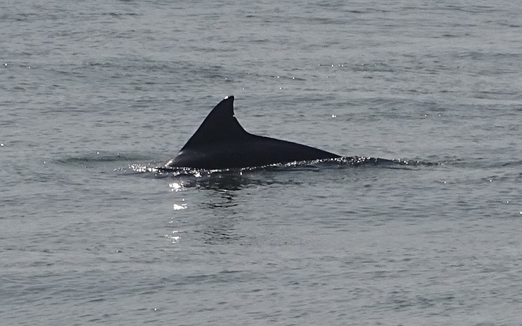 DSC05195a - boto-da-tainha Tursiops truncatus gephyreus, Cetaceae