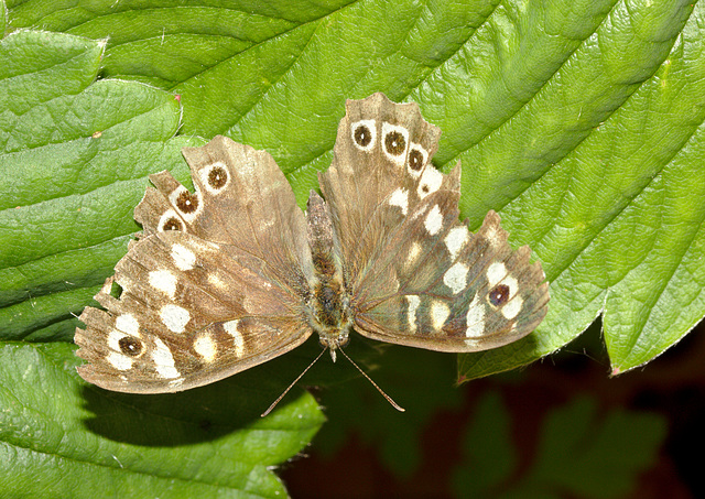 Butterfly IMG_5259