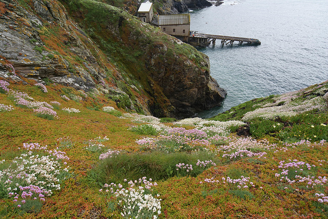 Wild Flowers On The Lizard Peninsula