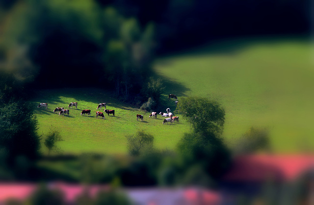 Le bonheur est dans le pré ... HFF to all Le bonheur est dans le pré ... HFF to all