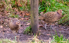 Pheasant