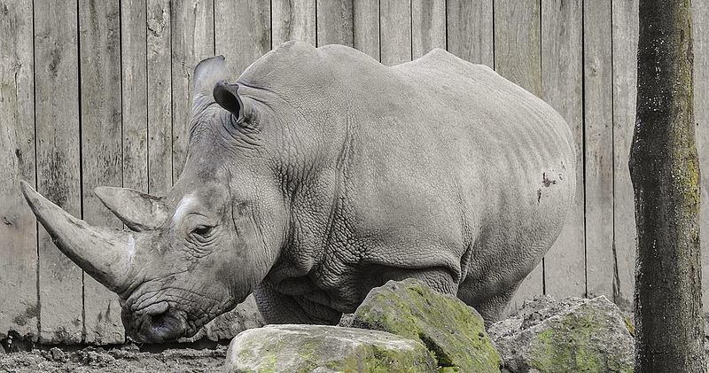 20200301 6560CPw [D~MS] Breitmaulnashorn (Ceratotherium simum), Zoo,  Münster