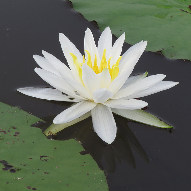 Water lily