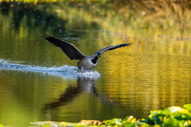 Canada goose