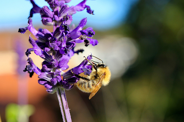 Hummel  auf Nektarsuche (PicinPic)