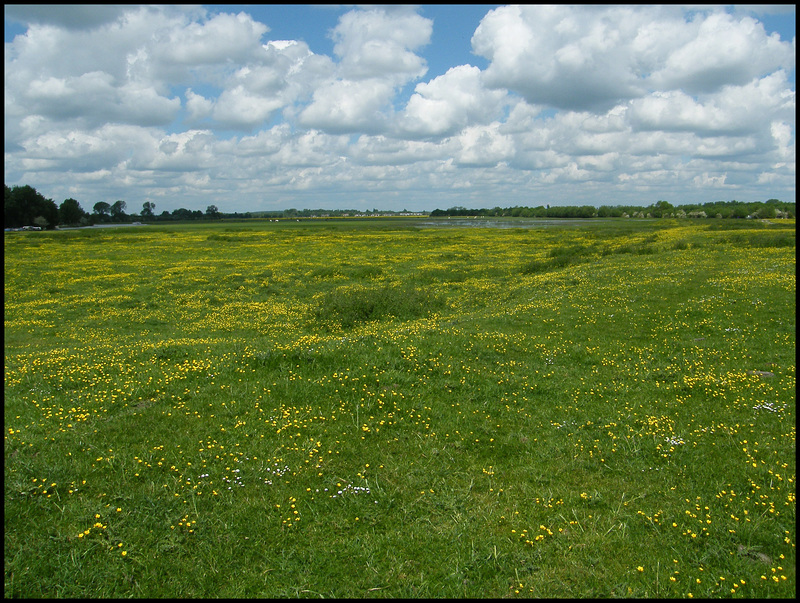 buttercups and clouds