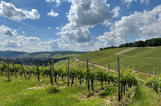 Frühling in den Weinbergen