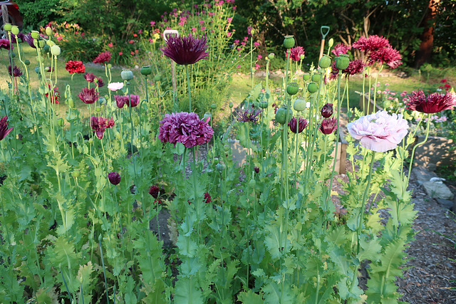 Poppies #4