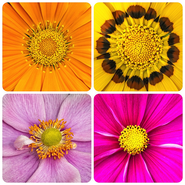 Garden Flower Collage