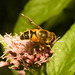 EF7A4732 Hoverfly